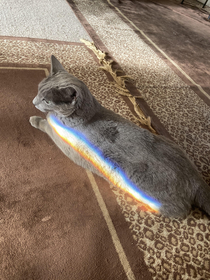 A wild Nyan Cat appears