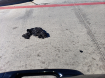 A wild tumble weave spotted in its natural habitat in between Walmart and Dollar tree