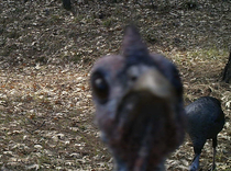 A wild turkey noticed my wildlife camera