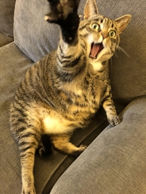 A yawn that looks like an attack