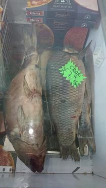 aaw carp