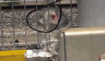 Abandoned dog living by a railway is rescued and adopted