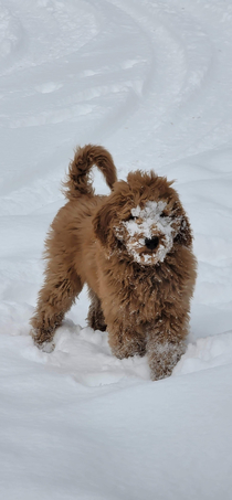 Abominable Snowpup