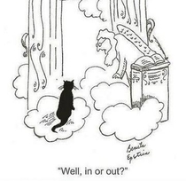 About  of cats are actually in heaven