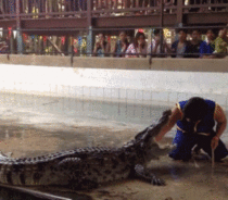 Accident in the crocodile pit