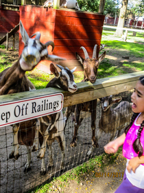 Accidental shot of a selfish goat stealing the cup of food from my sister in 