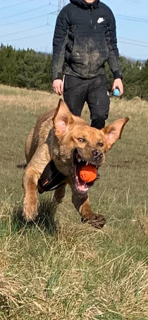 Action Shot of Dexter the Labrador Retriever