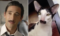 Actor Adrien Brody amp an oriental shorthair cat