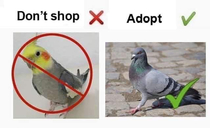 Adopt your pets