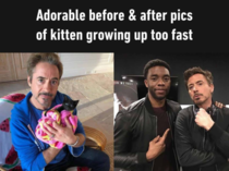 Adorable before amp after pics of kitten growing up too fast