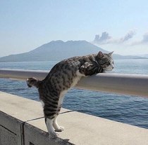 Adventure cat