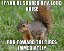 Advice from a squirrel when crossing the road