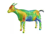 Aerodynamics of a goat