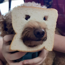 afraid my dog might be inbread