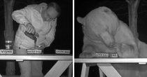 After Bears Kept Stealing This Mans Honey He Decided To Turn Them Into Taste Testers