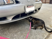 After close inspection CornNut recommends new blinker fluid for the neighbors car 