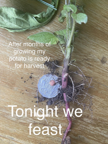 After months of growing my potato is ready for harvest