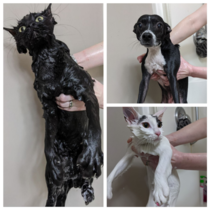 After the dog anal glanded on the couch and the black cat smelled like poop it was determined bath time was in order Dont worry they are warm and drying now