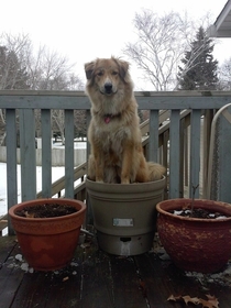 Ah here we have the beautiful winter-blooming dog-plant