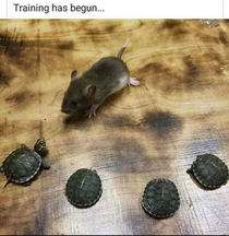 Ah yes turtles and a rat