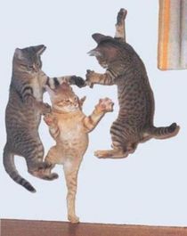 Aint no party like a cat party