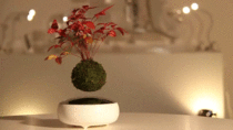 Air bonsai magnetic levitating trees
