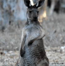Air guitar kangaroo