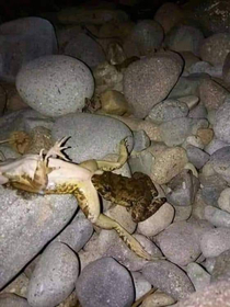 Alex Jones was right about the frogs