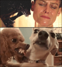 Alien vs Dog