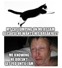 All cat owners have been there
