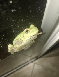 All hail hypno-toad