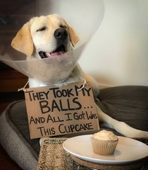 All he got was a cupcake