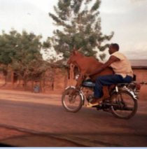 All I ask is that you drop me off a good mile before my pasture I dont feel like explaining this to the herd