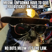 All right meow Hand over your license and registration