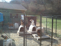 All the dogs at the pound like to sit on the roof of their dog-houses like Snoopy for some reason lol
