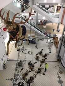 All the other reindeer used to laugh and call him names so he killed them all 