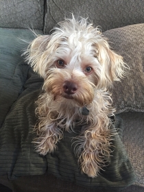 All the wind in Southern California is making the house really staticky