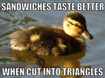 Almost Advice Mallard