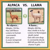 Alpaca vs Llama