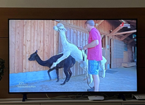 Alpacas putting on a show on Austrian TV