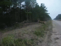 Alpha as fuck - This big buck takes a massive jump over flat land at full speed in a display of masculine prowess and grazes the overhead branches