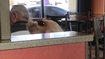 Am I high af or does this ladys hair look like a dog wearing sunglasses