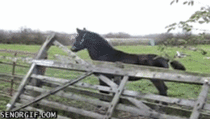Amazing horse jump