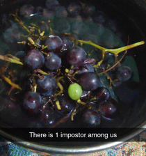 Among grapes