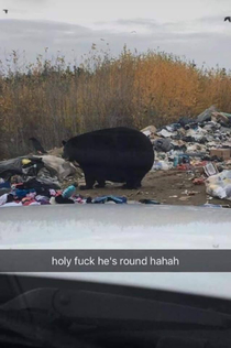 An absolute unit