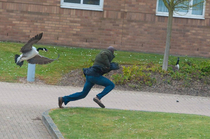 An album of people being attacked by geese
