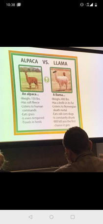 An alpaca has two llama legs