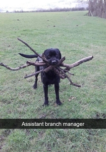 An Amusing Snapchat Animal Dump