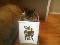 An appropriate box for my cat