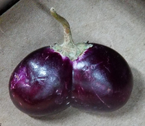 an eggplant I bought today